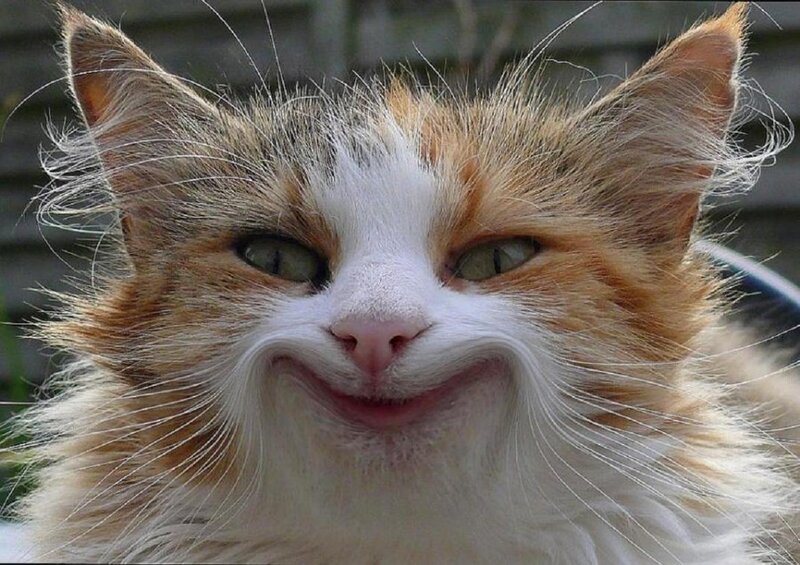 Fluffy Cat with Smile