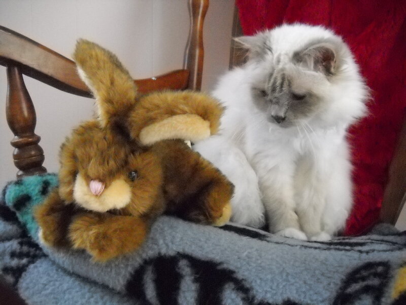 Fluffy Cat with Stuffed Rabbit
