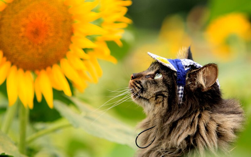 Fluffy Cat with Sunflower