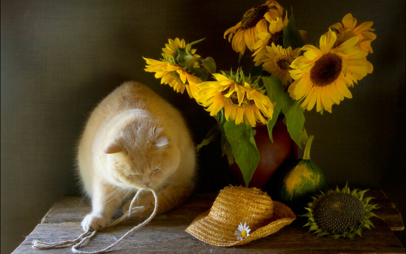 Fluffy Cat with Sunflowers
