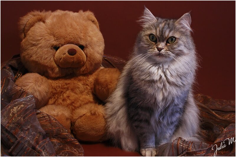 Fluffy Cat with Teddy Bear — Brown