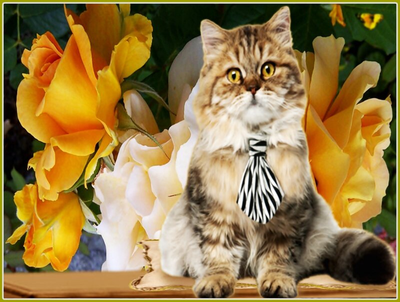 Fluffy Cat with Tie