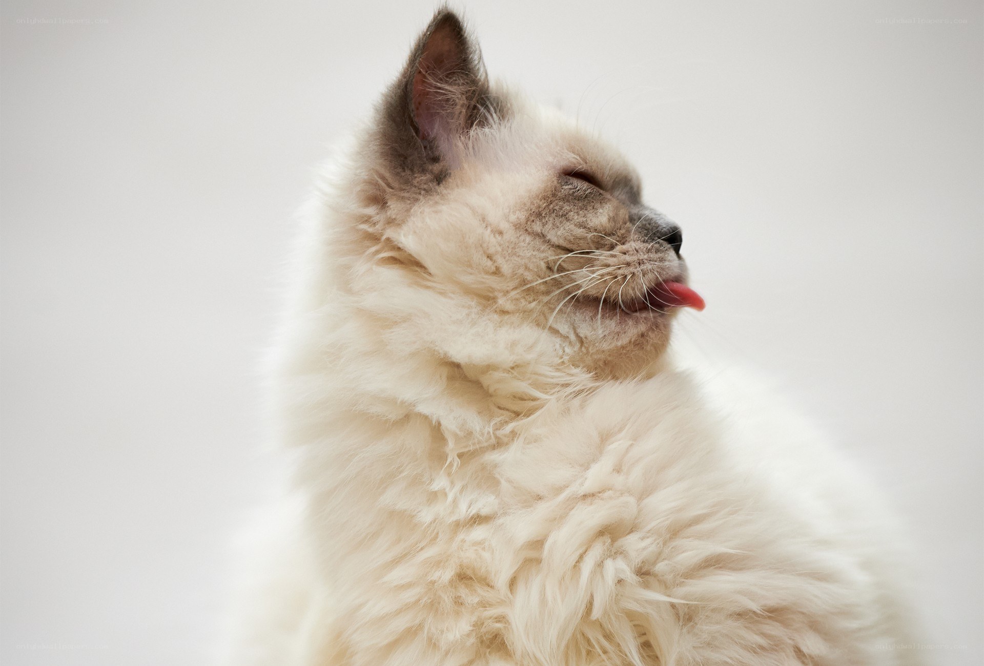 fluffy cat with tongue out
