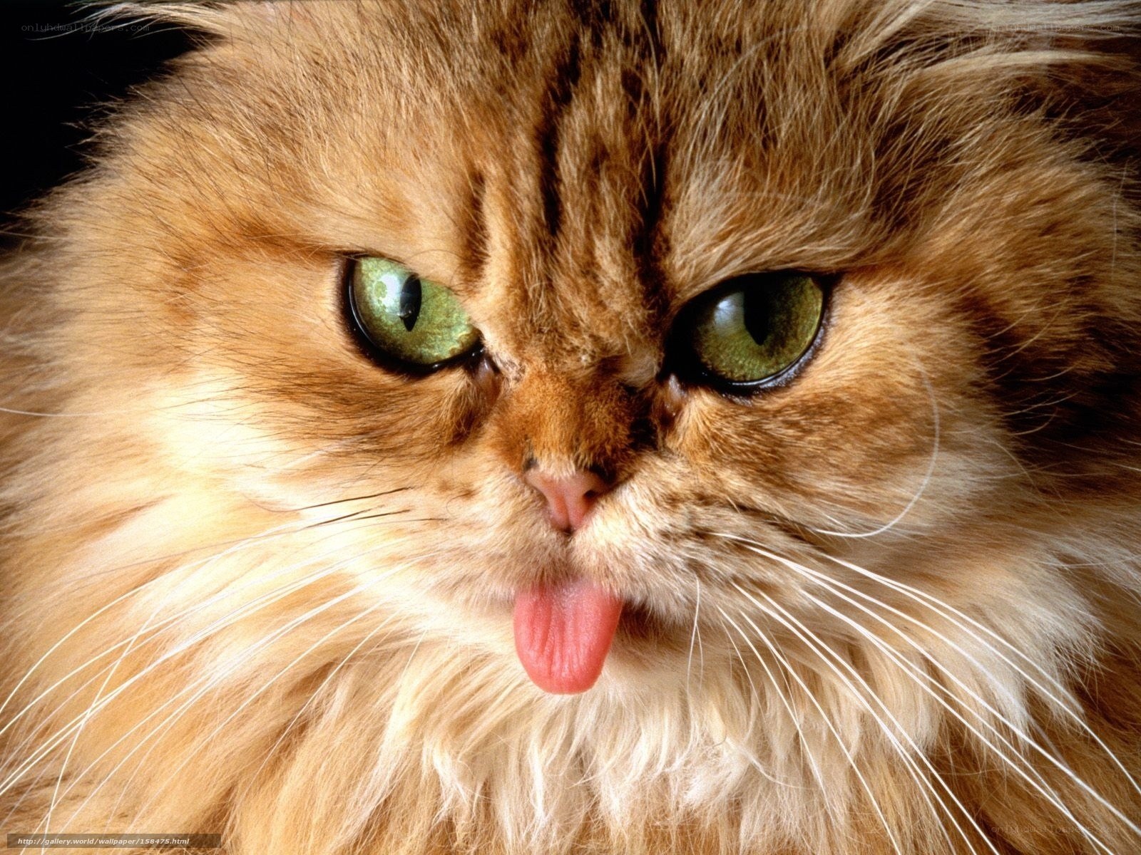 fluffy cat with tongue out