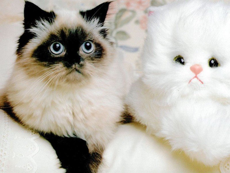 fluffy cat with toy
