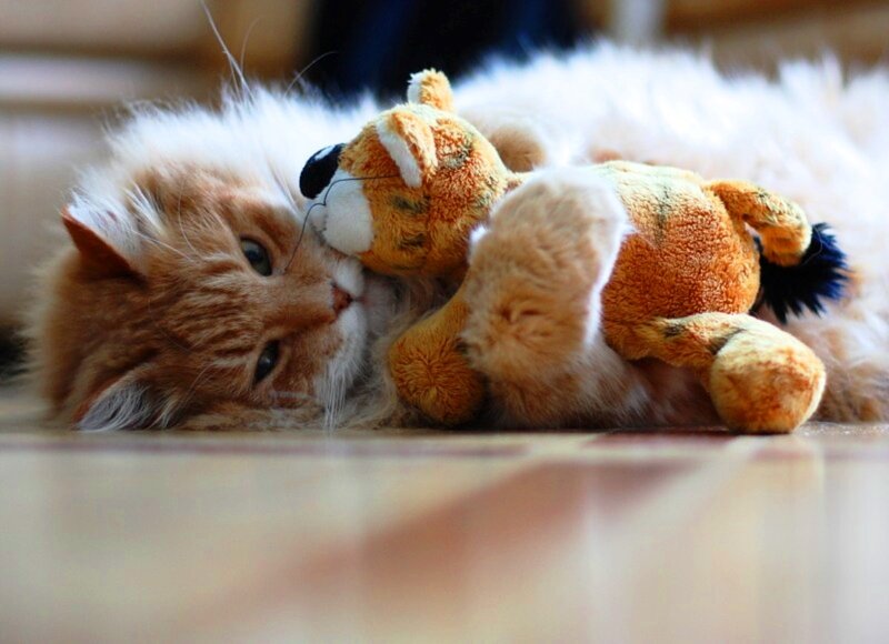 Fluffy Cat with Toy — Orange