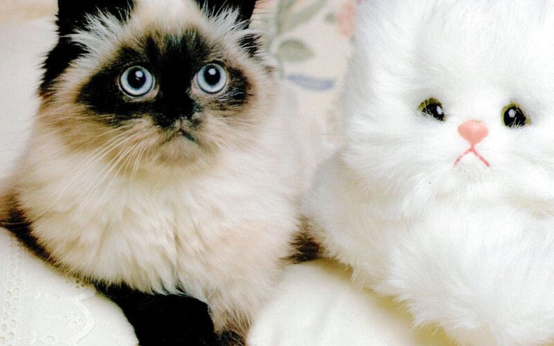 Fluffy Cat with Toy — White, Calm, Photograph