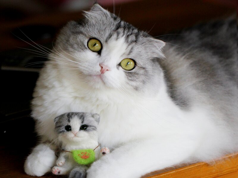 Fluffy Cat with Toy — White, Calm