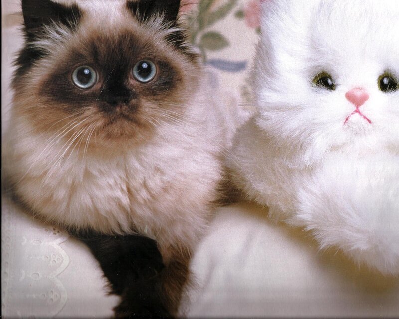 Fluffy Cat with Toy — White