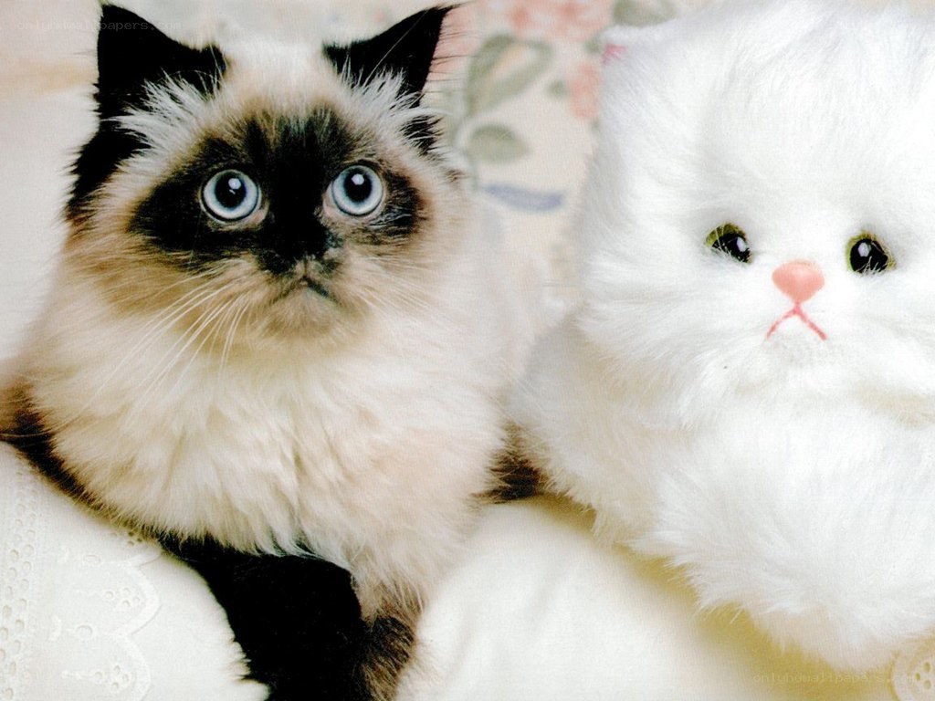 fluffy cat with toy