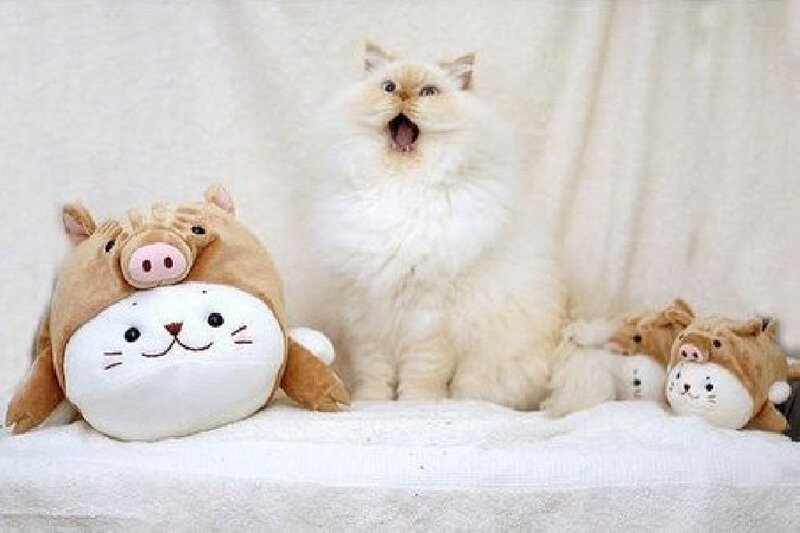 Fluffy Cat with Toys