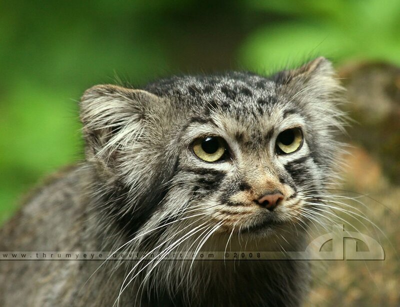 Fluffy Cat with Tufted Ears
