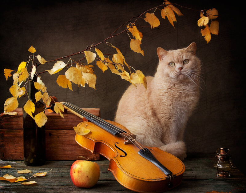 Fluffy Cat with Violin