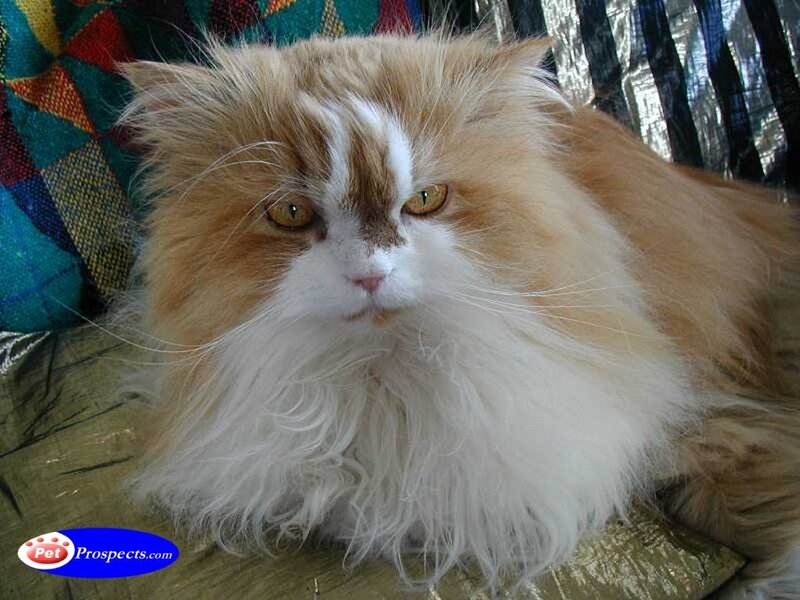 fluffy cat with white and ginger fur