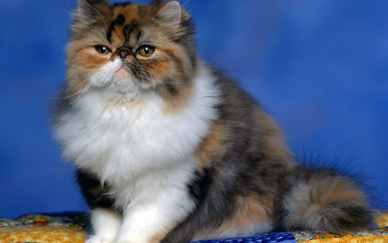 Fluffy Cat with White Chest — Blue, Calm