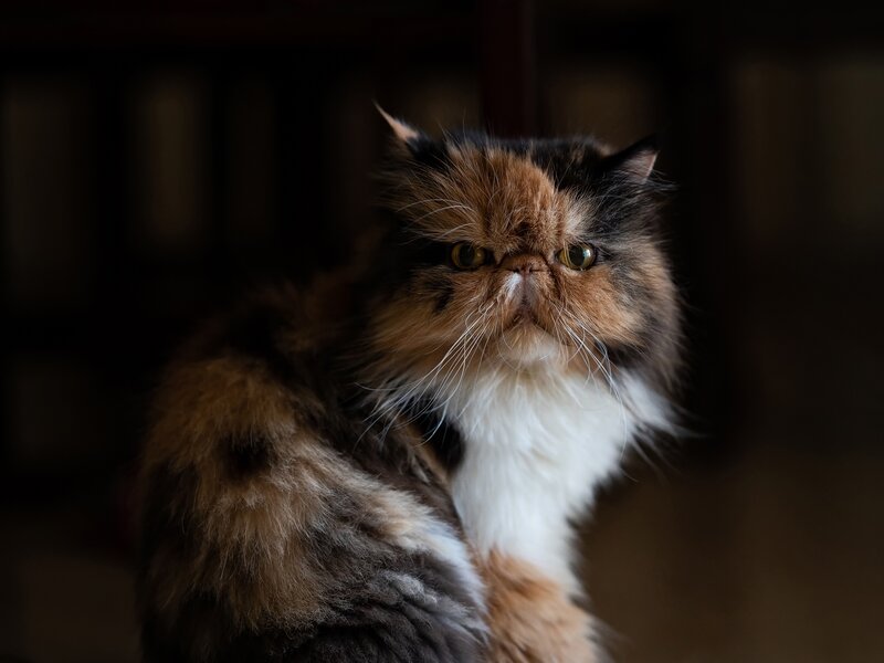 Fluffy Cat with White Chest