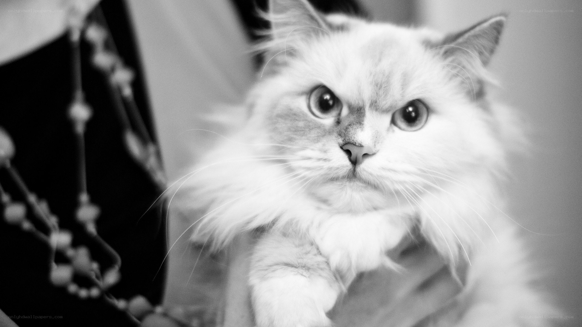 fluffy cat with wide eyes