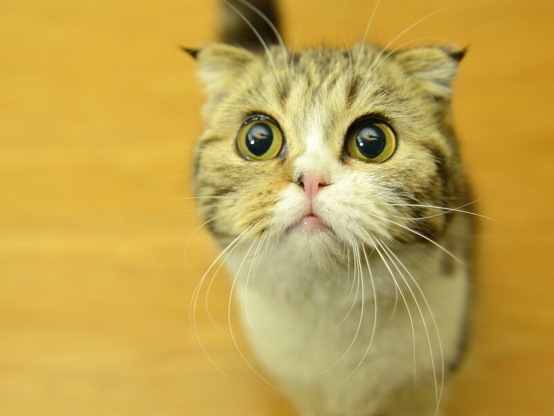 Fluffy Cat with Wide Eyes — Brown, Curious