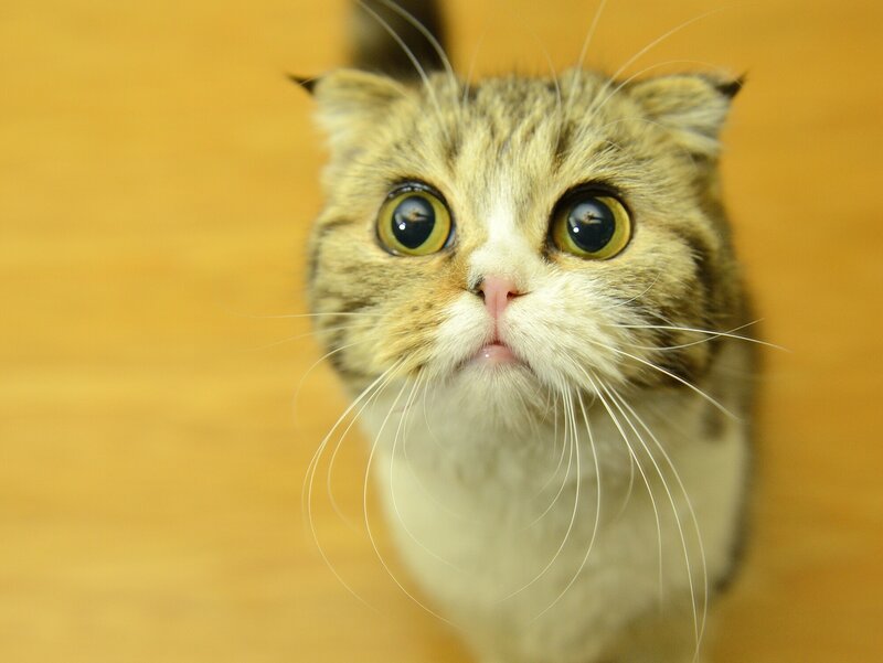 Fluffy Cat with Wide Eyes — Brown
