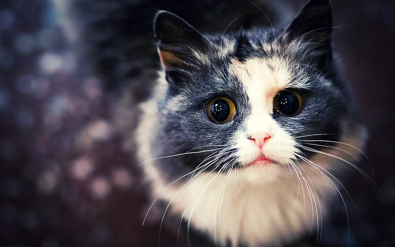 Fluffy Cat with Wide Eyes — Gray, Curious