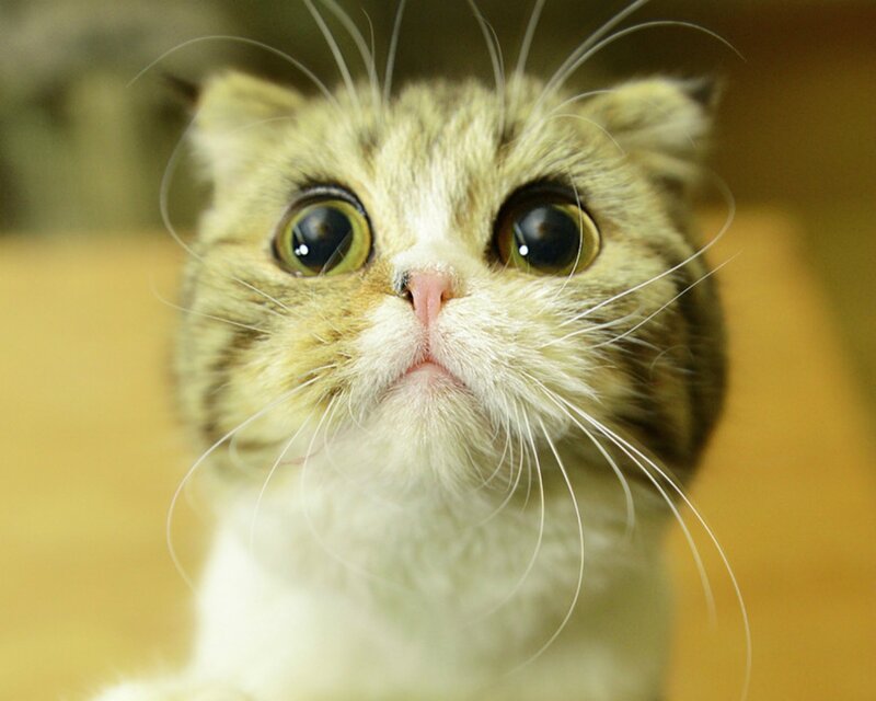 Fluffy Cat with Wide Eyes — White, Curious