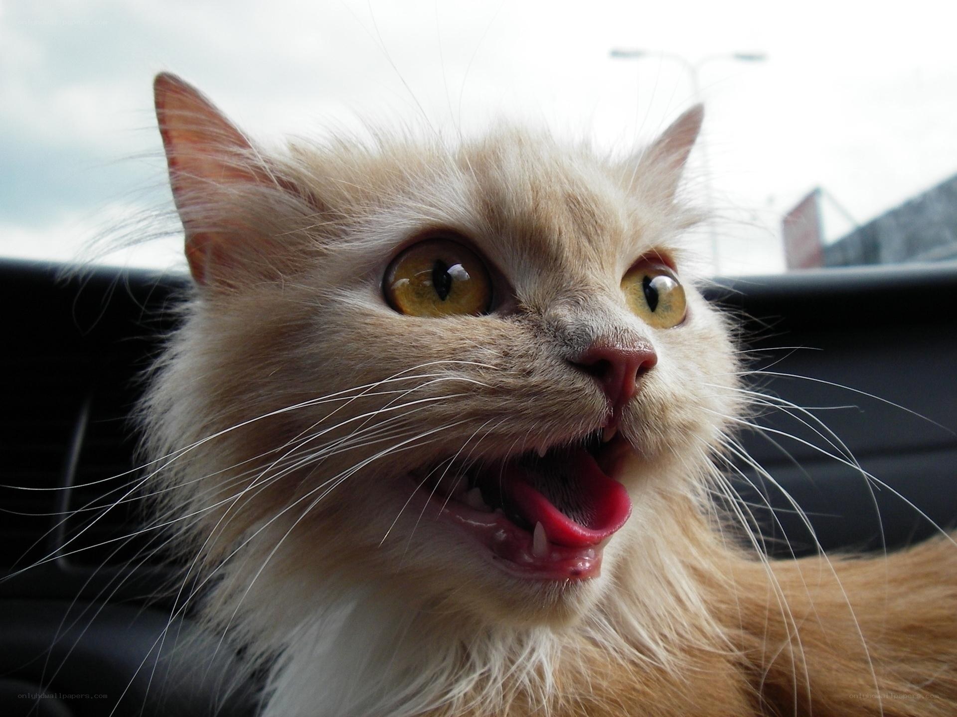 fluffy cat with wide eyes