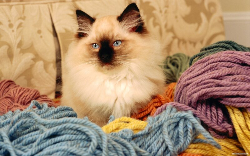 Fluffy Cat with Yarn
