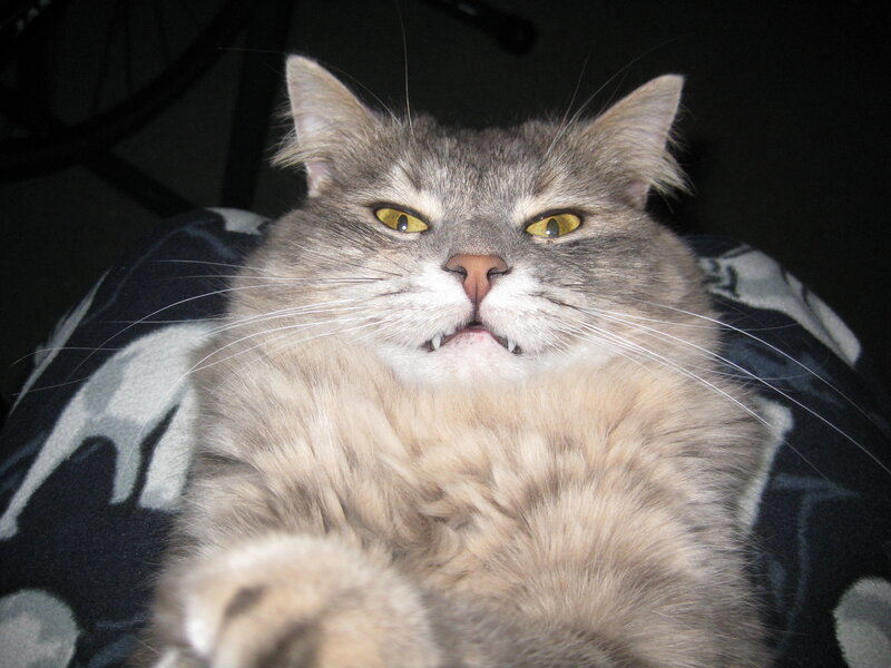 fluffy cat with yellow eyes