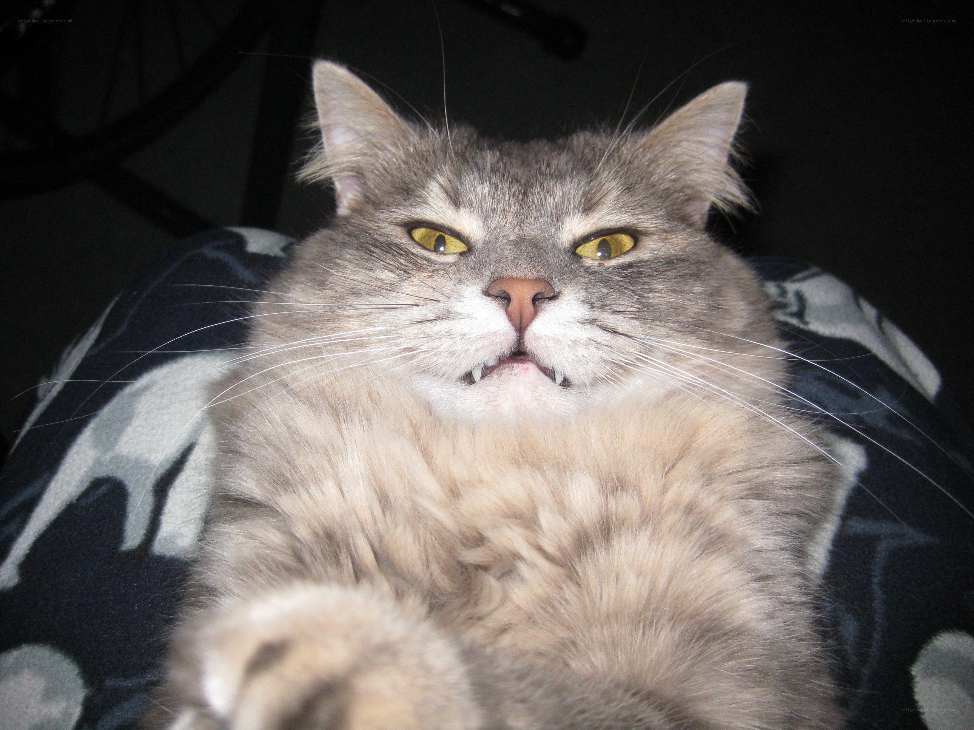 fluffy cat with yellow eyes