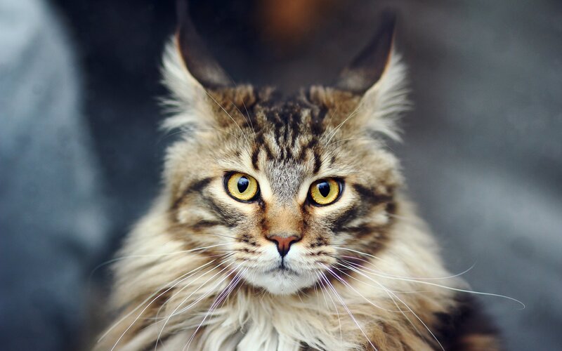 fluffy cat with yellow eyes