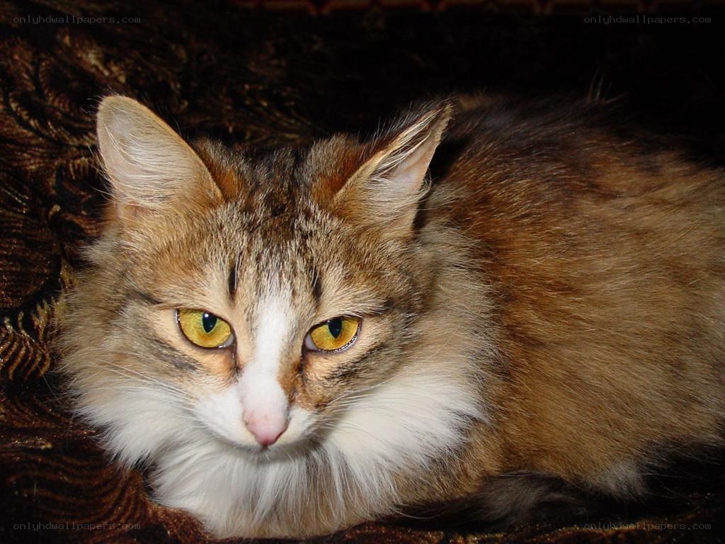 fluffy cat with yellow eyes