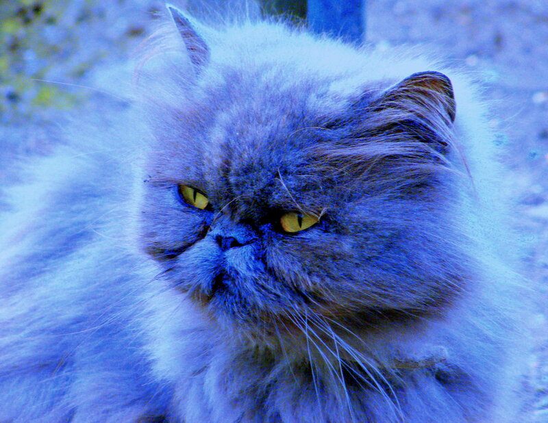 fluffy cat with yellow eyes