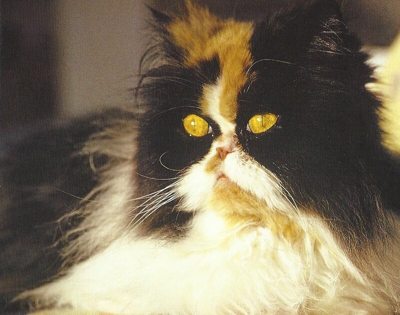 Fluffy Cat with Yellow Eyes — Black, Calm