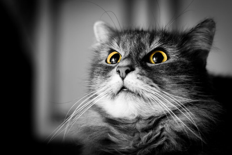 Fluffy Cat with Yellow Eyes — Black, Dramatic
