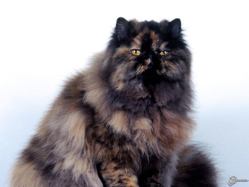 Fluffy Cat with Yellow Eyes — Black
