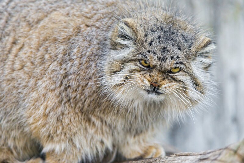 Fluffy Cat with Yellow Eyes — Brown, Intense