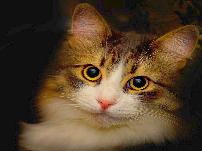 Fluffy Cat with Yellow Eyes — Brown