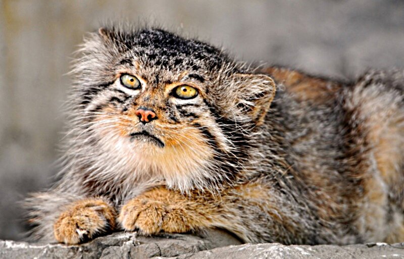 Fluffy Cat with Yellow Eyes — Gray, Alert