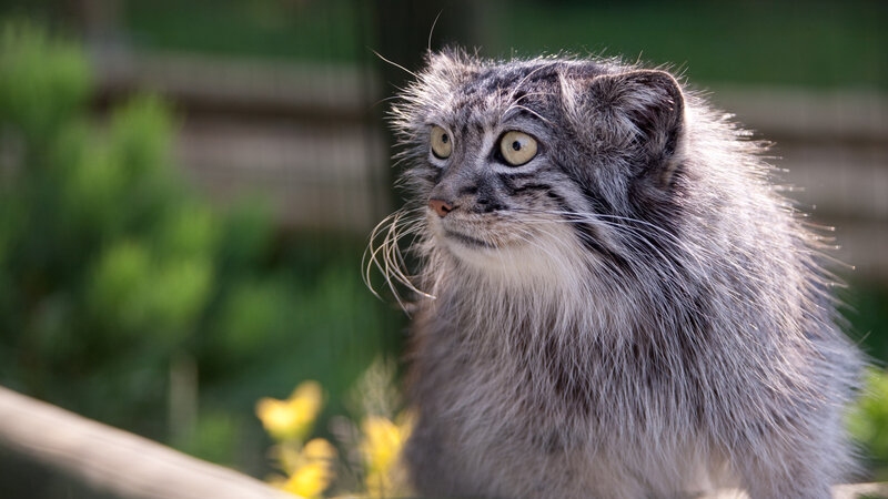 Fluffy Cat with Yellow Eyes — Gray, Calm, Afternoon