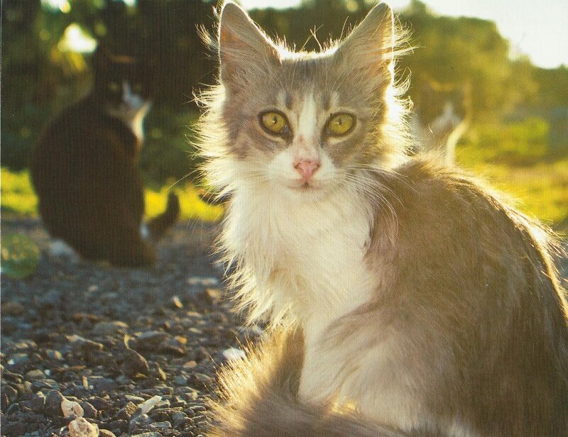 Fluffy Cat with Yellow Eyes — Gray, Calm