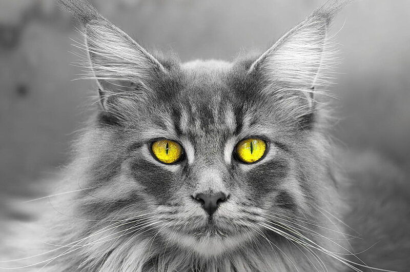Fluffy Cat with Yellow Eyes — Gray, Intense, Photograph