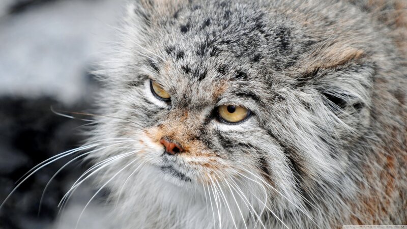 Fluffy Cat with Yellow Eyes — Gray, Intense, Photograph, Whiskers