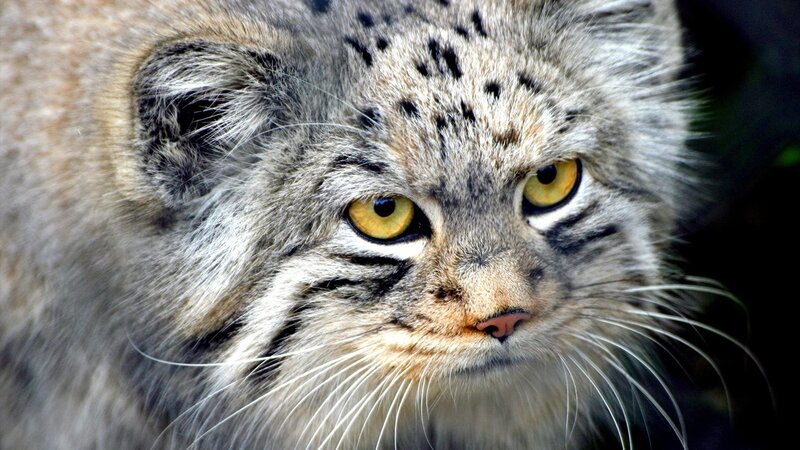 Fluffy Cat with Yellow Eyes — Gray, Intense, Photograph, Yellow Eyes