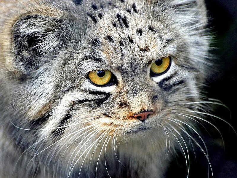Fluffy Cat with Yellow Eyes — Gray, Intense