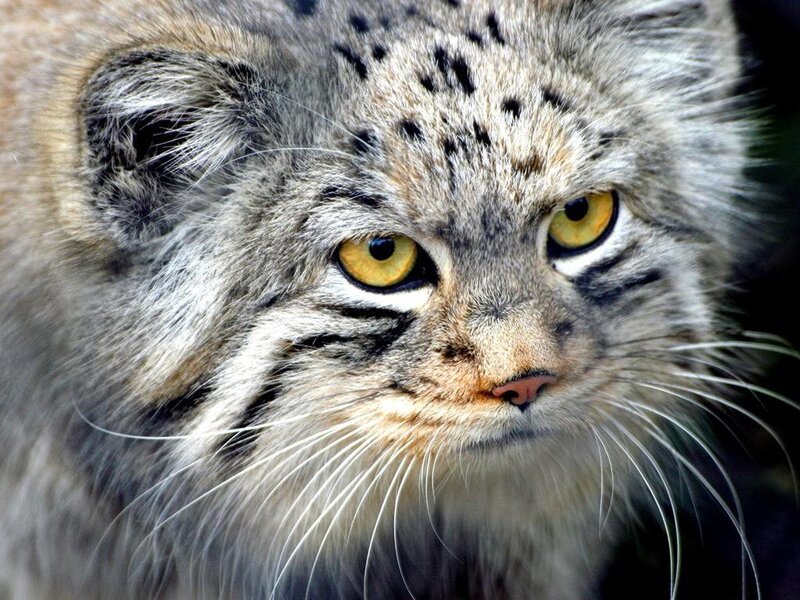 Fluffy Cat with Yellow Eyes — Gray