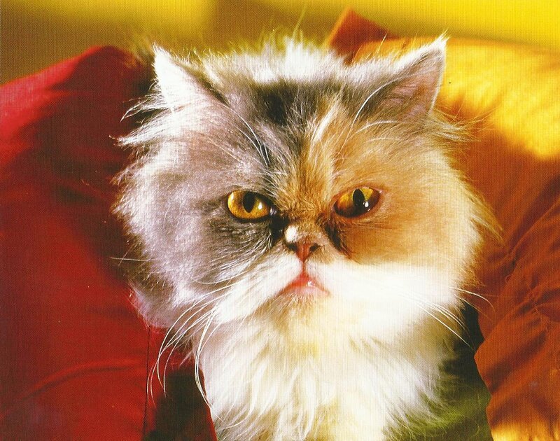 Fluffy Cat with Yellow Eyes — White, Calm