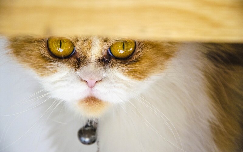 Fluffy Cat with Yellow Eyes — White, Curious
