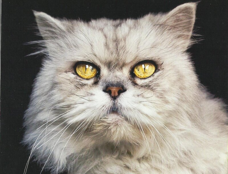 Fluffy Cat with Yellow Eyes — White, Intense, Photograph