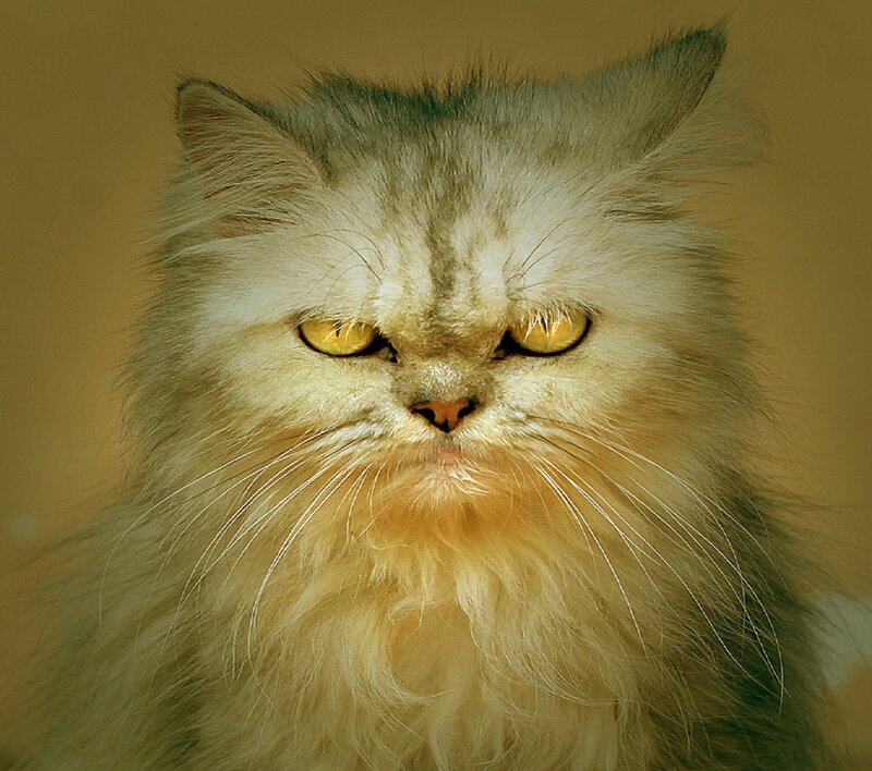 Fluffy Cat with Yellow Eyes — White, Intense