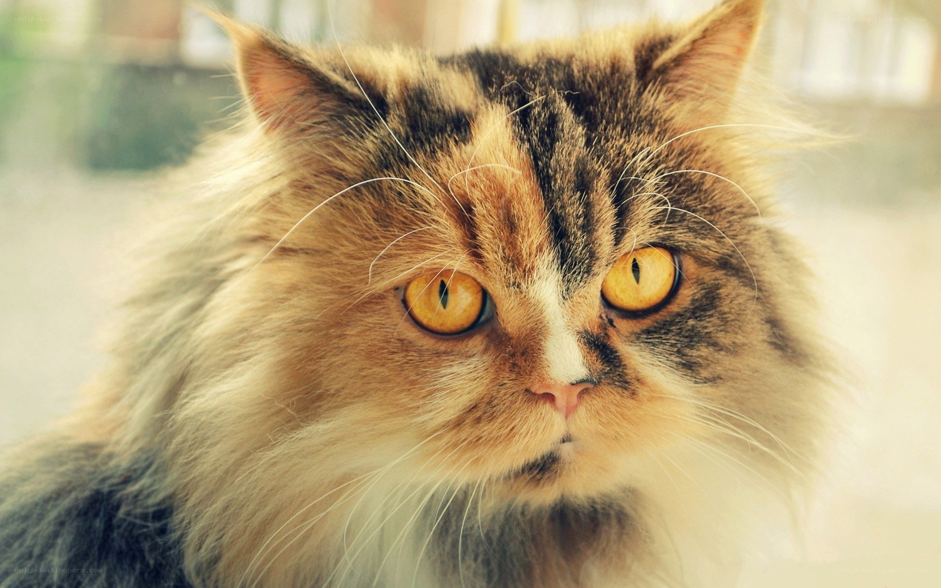 fluffy cat with yellow eyes